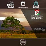 NUESTRO OXÍGENO Los Árboles, un Regalo que Solo el planeta tierra Conoce