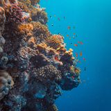 Coral Reef - 10 Hours Sleep Sound