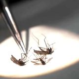 Due nuovi casi di Dengue, si amplia il perimetro della disinfestazione