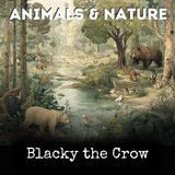 Blacky the Crow - Thornton W Burgess