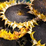 Semi di girasole: proprietà, benefici e valori nutrizionali per il benessere quotidiano