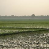 Maralfalfa, culture du riz et éducation numérique : l’essentiel de l’émission du 11 décembre (Le Niger sur Kalangou)