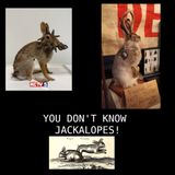 S04E42 You Don't Know Jackalopes