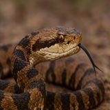 Snakes Still About? - Nadia Crighton Pet Insurance Australia