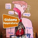 ¿Qué es el Sistema Respiratorio? (Explicación para niños)