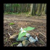 Forest Bathing