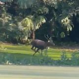 Cervo in centro: impanicato, si rifugia nel parco di una villa. Traffico in tilt per il recupero – VIDEO