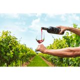 Vino di Udine «Terre d'Italia» di Cesare Brandi