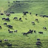 Lo stop al pascolo riduce il carbonio stabile nelle praterie