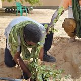 Les jeunes de Zinder s’engagent dans une vaste campagne de reboisement (Le Niger sur Kalangou)