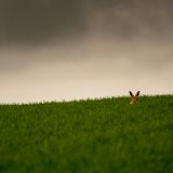 Fields of North Norfolk - March Hares