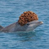 Delfini gobbi australiani usano spugne marine come accessori di seduzione