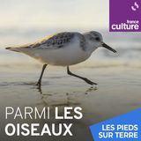 Parmi les oiseaux 2/2 : Deux vies parmi les oiseaux