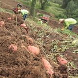 Generalidades de los cultivos de Batata en el Caribe colombiano