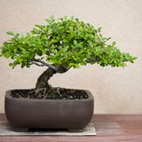 The Bizarre Bonsai: Miniature Trees with Maximum Mysteries