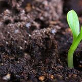 Organic Fertiliser for Healthy Soil & Sustainable Gardening | Soil Dynamics
