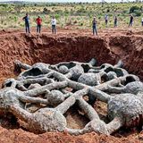 They Poured Cement into an Ant Colony and Discovered a Whole City