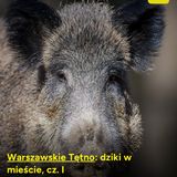 Warszawskie Tętno: dziki w mieście (cz. 1)