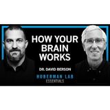 Essentials_ How Your Brain Functions & Interprets the World _ Dr. David Berson