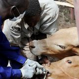 Le Niger sur Kalangou : élevage, justice et regards sur les régions