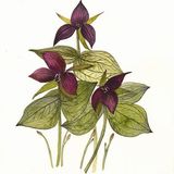 Show 229: Spring Ephemerals