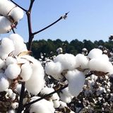 Algodão: relatório do USDA e avanço do plantio em Mato Grosso | BBcast Agro - 27/01/2026