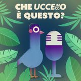 EP 01 - Tutti possono fare birdwatching: le 10 specie più comuni in città