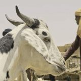 Focus sur la santé du cheptel dans le département d'Arlit ( Le Niger sur Kalangou)