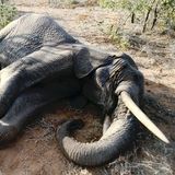 Endangered - Chi ha ucciso gli elefanti?