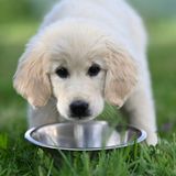 Ecología para todos: Los Oscars de los perros