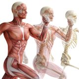Podcast Anatomía y fisiología