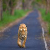 Classic North India Birding & Wildlife