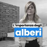 L’importanza degli alberi nelle città: impatti e benefici