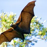 Expert Bat Removal in Houston by Elite Wildlife Services