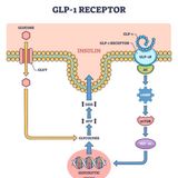 GLP-1 Research Peptides What Every Lab Needs to Know