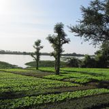 Un entretien avec le chef de canton de Gaya sur la campagne agricole et la prévention des conflits agro-pastoraux (Le Niger sur Kalangou)