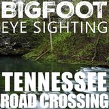BIGFOOT ROAD CROSSING ENCOUNTER IN TENNESSEE | MISSOURI CRYPTID CREATURE ENCOUNTER (NOT A COUGAR)