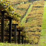 El 90% de regiones vinícolas pueden desaparecer