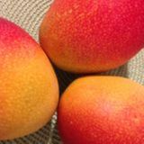 Manga: produção, exportações e oportunidades no Vale do São Francisco | BBCast Agro – 15/09/2026