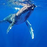 In the Court of Leviathans: Swimming with Humpback Whales in Tahiti