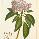 Show 245: Kalmia, Laurel