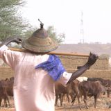 Situation du pastoralisme à  »Yama » dans la région de Tahoua