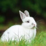 Collina dei Conigli ODV, Eleonora De Bellis: «Salviamo gli animali da laboratorio!»