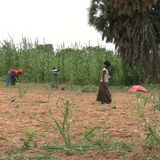 Le journal du 18 août 2026 - Madarounfa : une productrice partage sa technique locale de semis