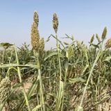 Entretien avec Garba Oumarou, directeur départemental de l’Agriculture de Kantché sur la situation agricole (Niger sur kalangou)