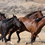 Le journal du 12 février 2026 - Festival Dokin Iska : rendez-vous du 13 au 15 février à Filingué, capitale du Kourfey