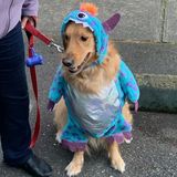 Fall Pet Spotlight Winner: Miracle