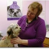 Holistic Health Care for Pets