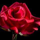 San Valentín: "Regalar rosas rojas sigue estando de moda"