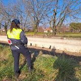 Sette cagnoli bloccati sul canale Mordini: portati in salvo dai vigili del fuoco